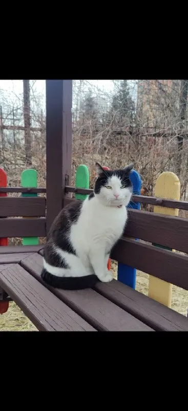 Lost white cat in Ramenki — identification photo, lost & found pet database Pathfinder