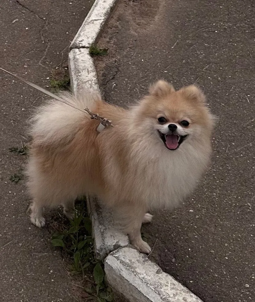 Lost dog, шпиц in Ostashevo — identification photo, lost & found pet database Pathfinder