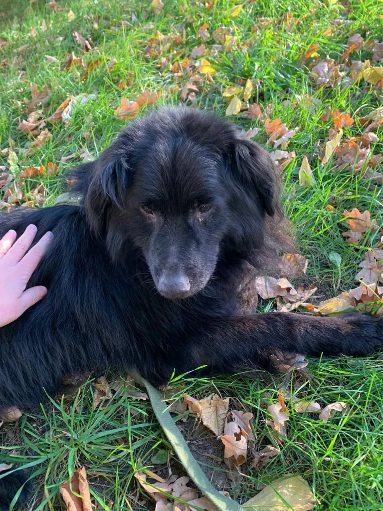 Found dog in Reutov — identification photo, lost & found pet database Pathfinder