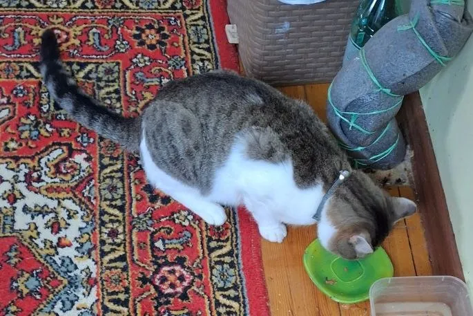 Lost cat in Moscow — identification photo, lost & found pet database Pathfinder