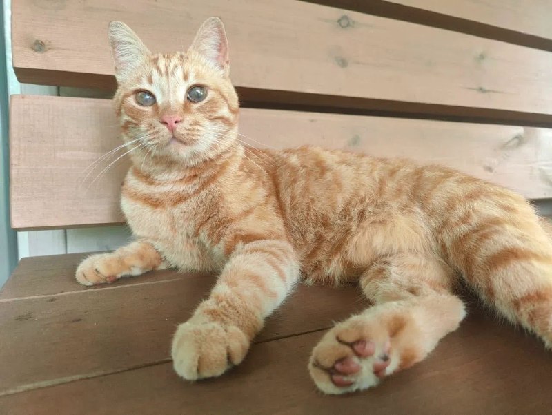 Lost ginger cat in Snt Larionovskoe — identification photo, lost & found pet database Pathfinder