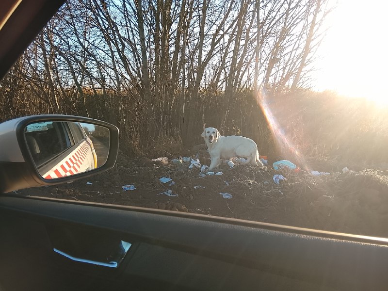 Found cream dog, лабрадор in Mokino — identification photo, lost & found pet database Pathfinder