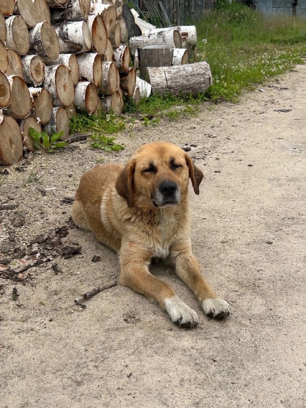 Adoptable ginger dog, метис лабрадора in Perm — identification photo, lost & found pet database Pathfinder