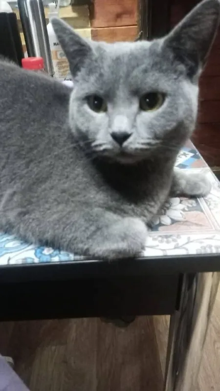 Lost gray cat, помесь сфинкса и британца in Ivanteevka — identification photo, lost & found pet database Pathfinder