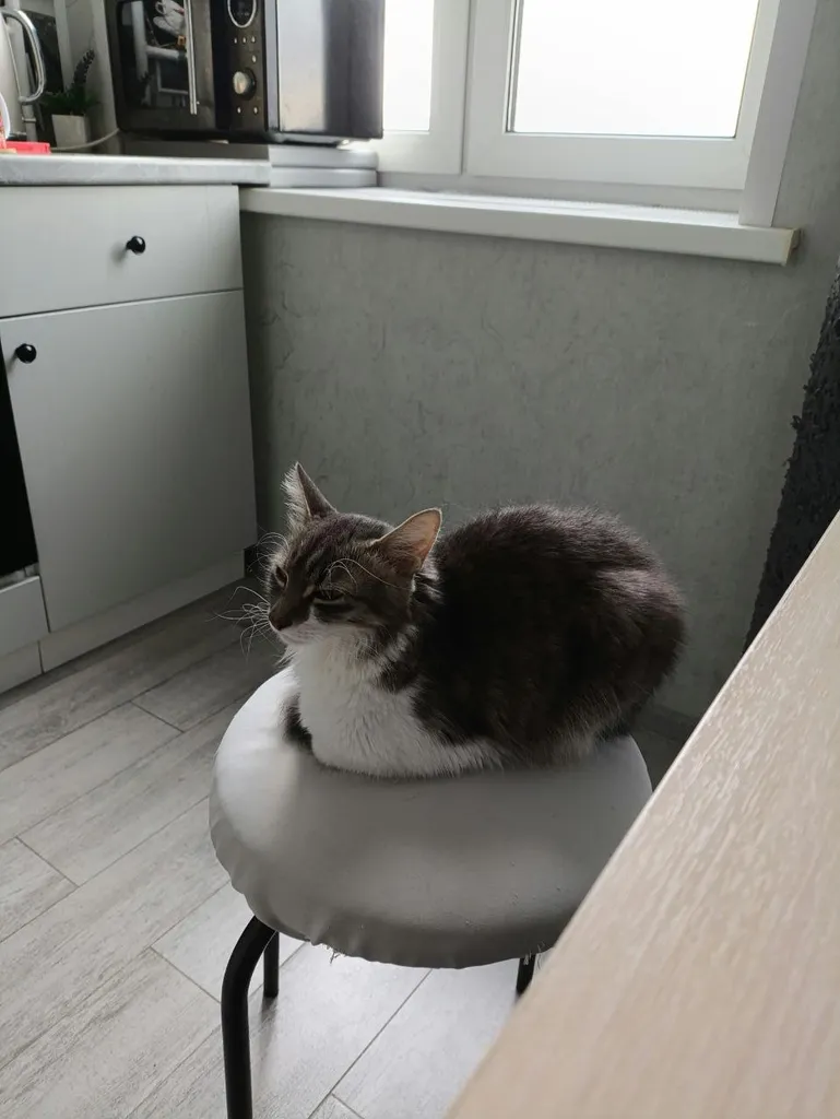Lost cat, дворняжка in Moscow — identification photo, lost & found pet database Pathfinder