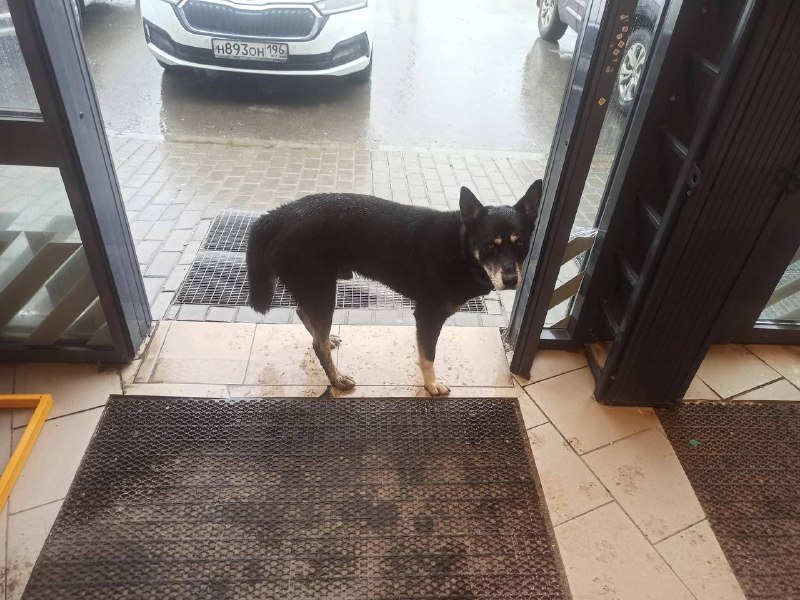 Found black dog in Povarnya — identification photo, lost & found pet database Pathfinder