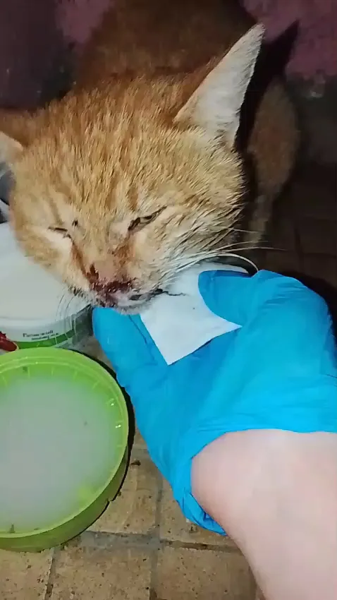 Found cat in Stupino — identification photo, lost & found pet database Pathfinder