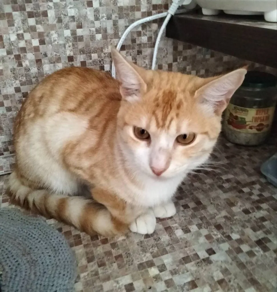 Lost cat in Sharapovo — identification photo, lost & found pet database Pathfinder