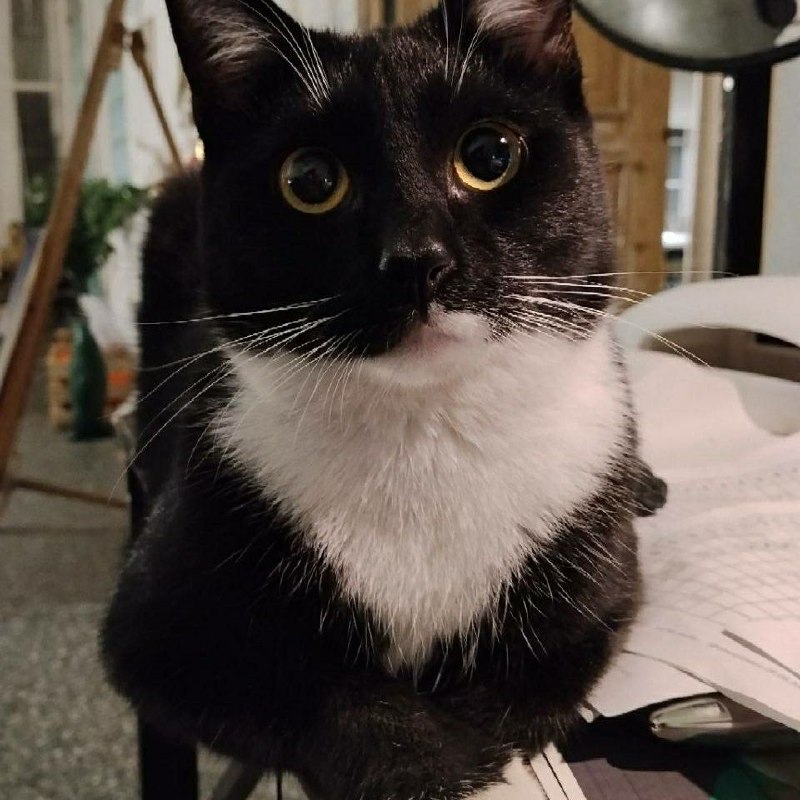 Lost black cat in Saint Petersburg — identification photo, lost & found pet database Pathfinder