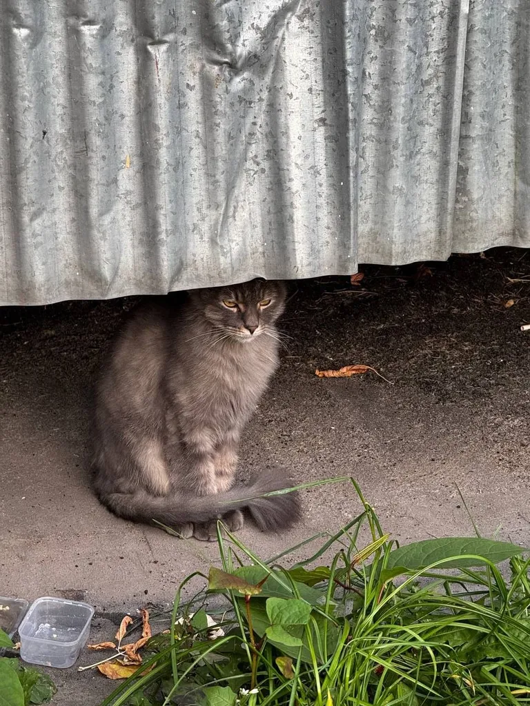 Found cat in Moscow — identification photo, lost & found pet database Pathfinder