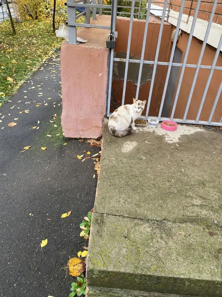 Found cat in Shchelkovo — identification photo, lost & found pet database Pathfinder