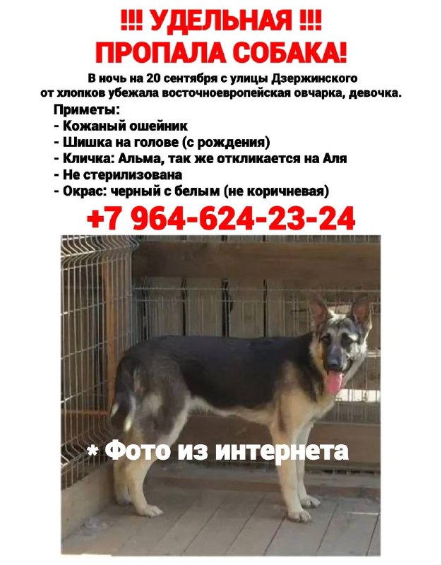 Lost cream dog, восточноевропейская овчарка in Ramenskoe — identification photo, lost & found pet database Pathfinder