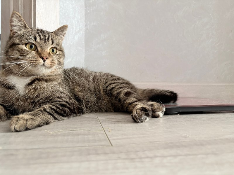 Adoptable brown cat in Perm — identification photo, lost & found pet database Pathfinder