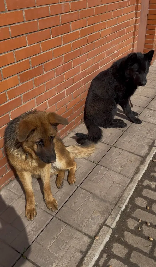 Lost ginger dog, овчарка in Solnechnogorsk — identification photo, lost & found pet database Pathfinder