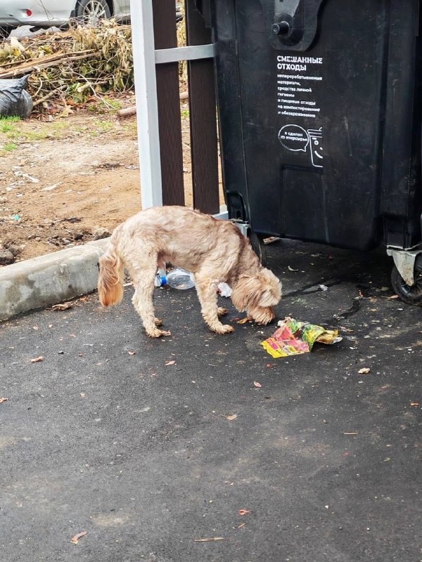 Found cream dog in Lobnya — identification photo, lost & found pet database Pathfinder
