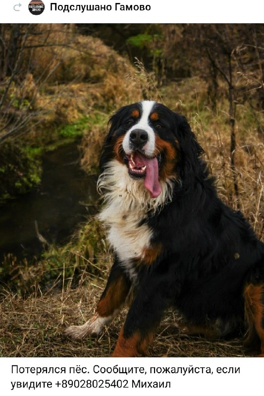 Lost white pet in Perm — identification photo, lost & found pet database Pathfinder