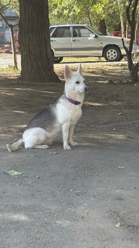 Found white dog in Volzhskiy — identification photo, lost & found pet database Pathfinder
