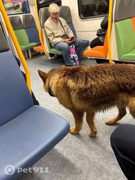 Found brown dog, овчарка in Istra — identification photo, lost & found pet database Pathfinder