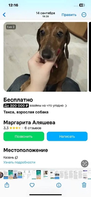 Adoptable dog, такса in Kazan — identification photo, lost & found pet database Pathfinder