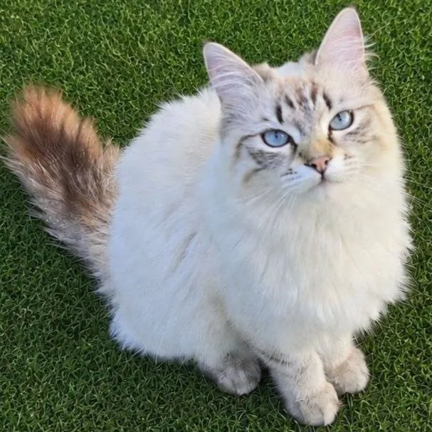 Lost white cat in Kosulino — identification photo, lost & found pet database Pathfinder