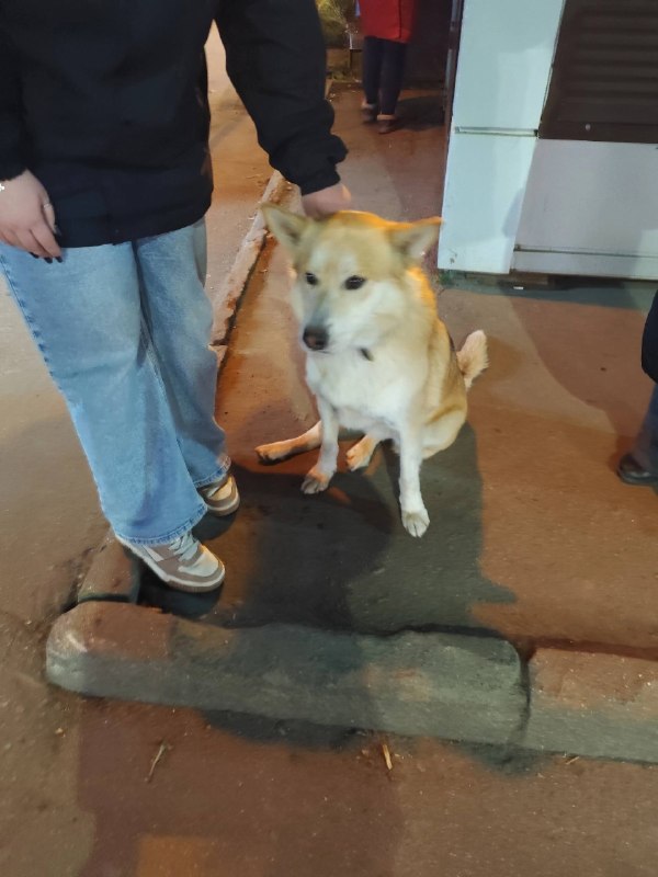 Found ginger dog in Korolev — identification photo, lost & found pet database Pathfinder