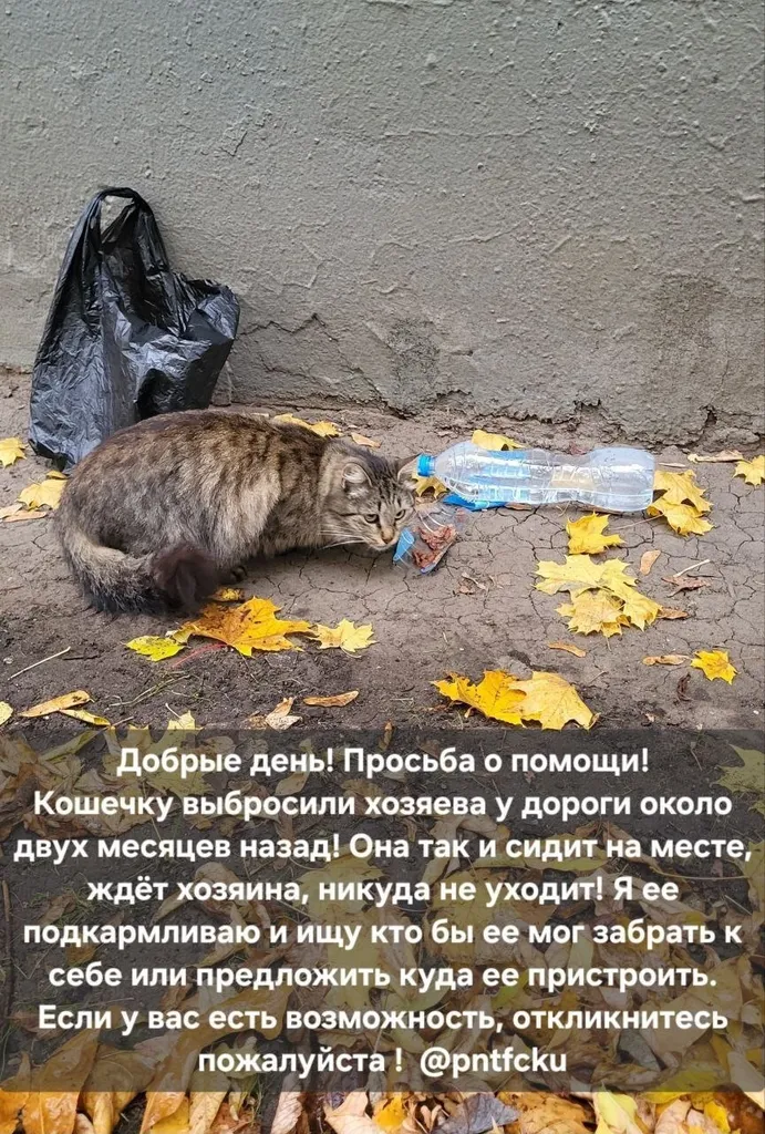 Adoptable cat in Moscow — identification photo, lost & found pet database Pathfinder
