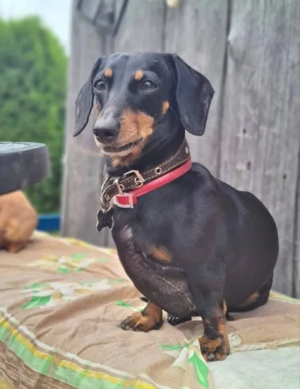 Lost brown dog, такса in Veshnyaki — identification photo, lost & found pet database Pathfinder