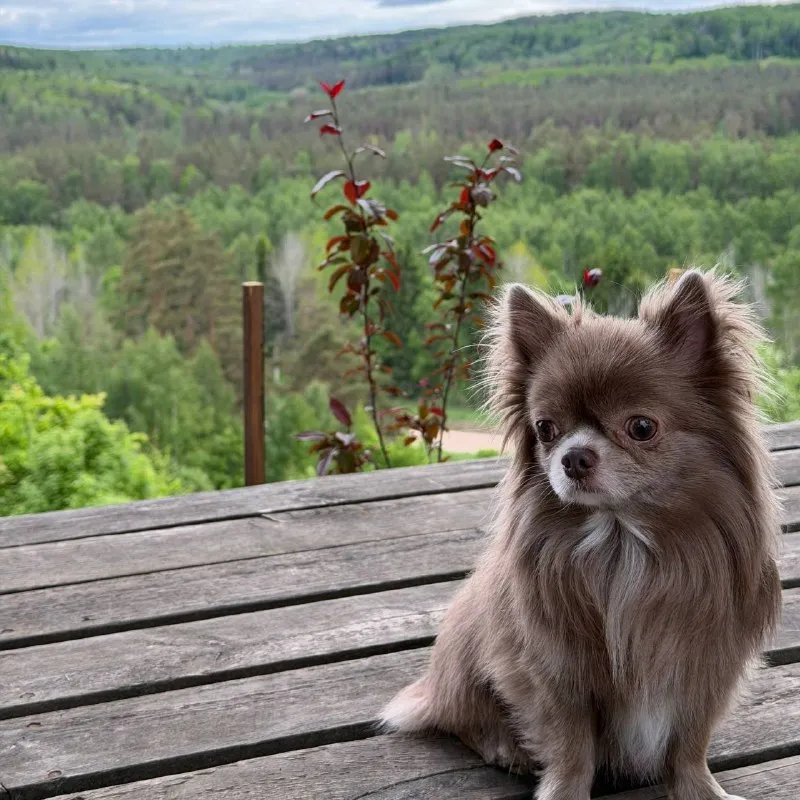 Lost white dog, чихуахуа in Vsevolozhsk — identification photo, lost & found pet database Pathfinder