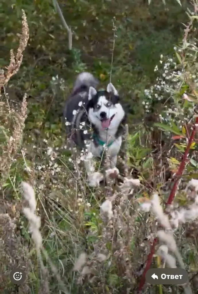 Lost white dog, хаски in Kokoshkino — identification photo, lost & found pet database Pathfinder