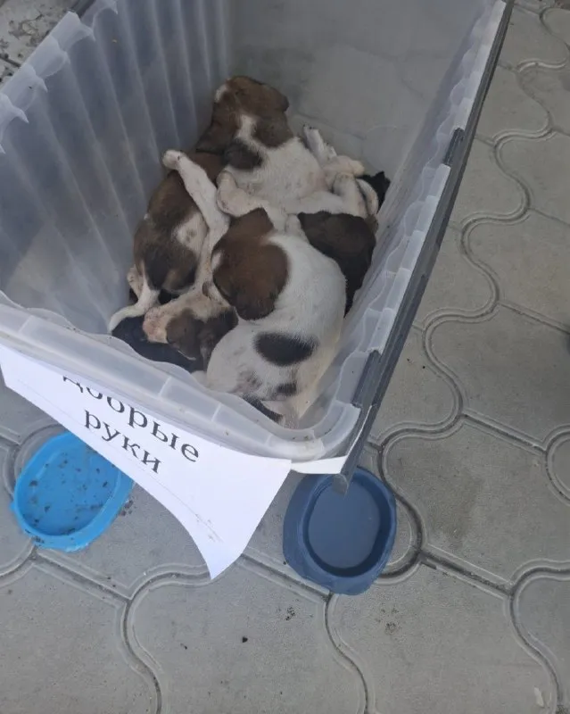 Adoptable white dog in Volzhskiy — identification photo, lost & found pet database Pathfinder