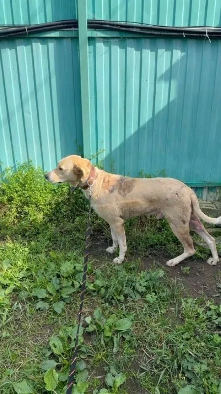 Lost fawn dog in Elektrostal — identification photo, lost & found pet database Pathfinder