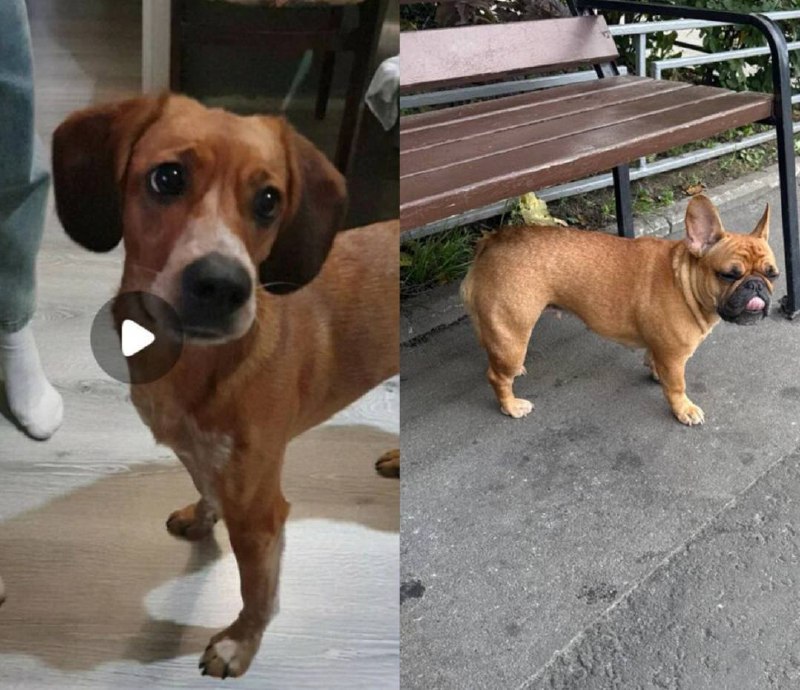 Lost white dog, французский бульдог in Krasnogorsk — identification photo, lost & found pet database Pathfinder