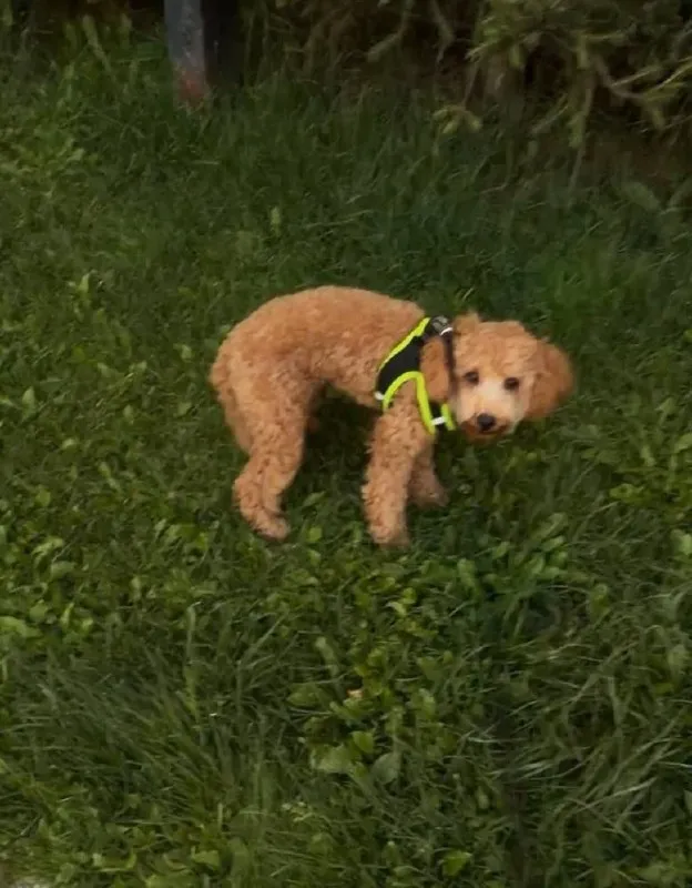 Lost ginger dog, пудель in Vnukovo — identification photo, lost & found pet database Pathfinder