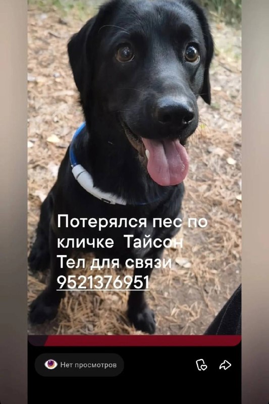 Lost black dog in Novoberezovskiy — identification photo, lost & found pet database Pathfinder