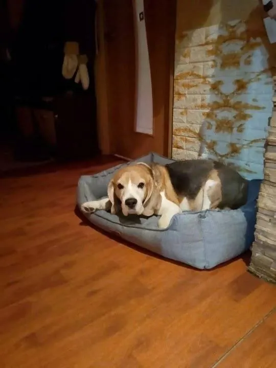 Lost white dog, бигль in Podolsk — identification photo, lost & found pet database Pathfinder