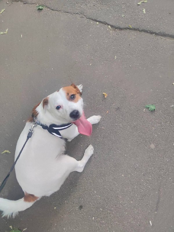 Lost white dog in Mytishchi — identification photo, lost & found pet database Pathfinder
