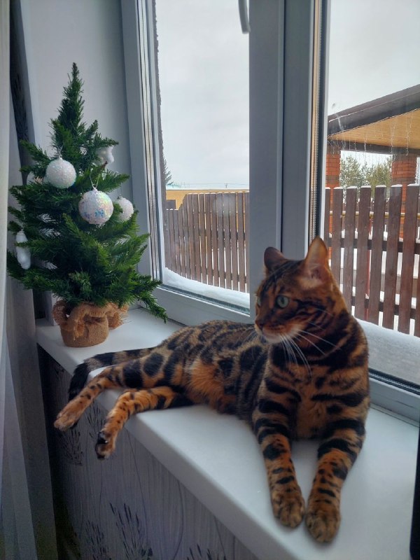 Lost brown cat, бенгальская in Pos Voskhod — identification photo, lost & found pet database Pathfinder