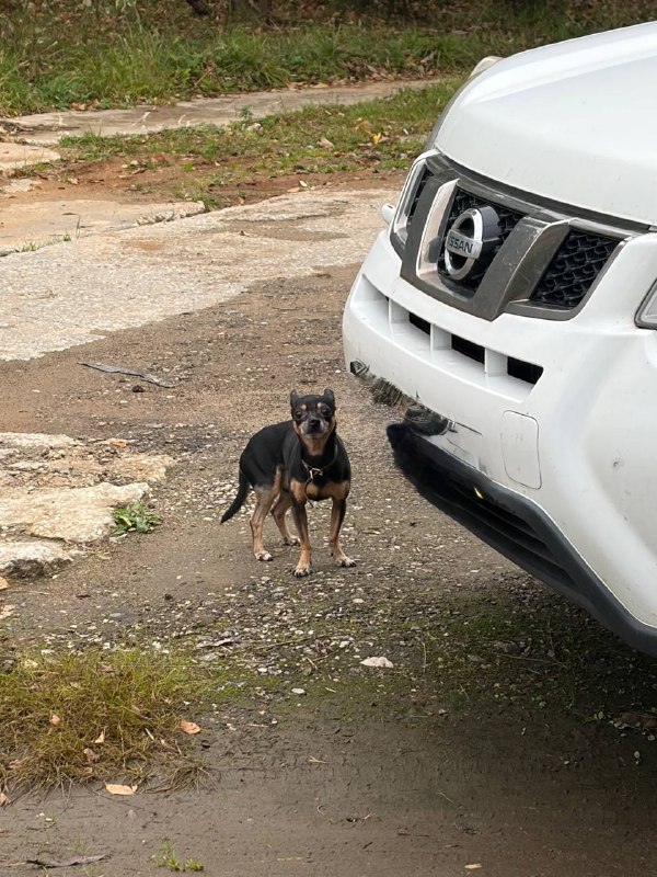 Found brown dog in Opalikha — identification photo, lost & found pet database Pathfinder