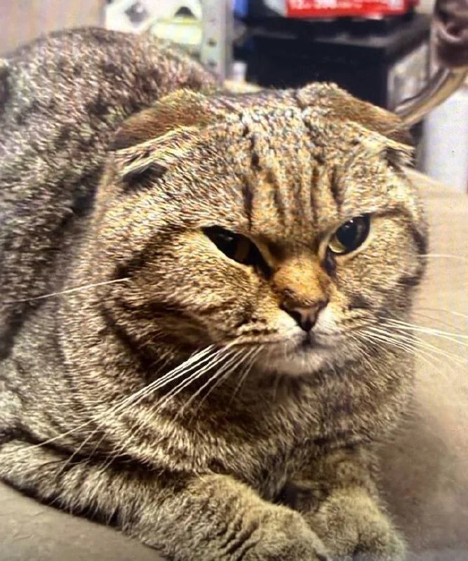 Adoptable ginger cat, шотландская вислоухая in Balashikha — identification photo, lost & found pet database Pathfinder