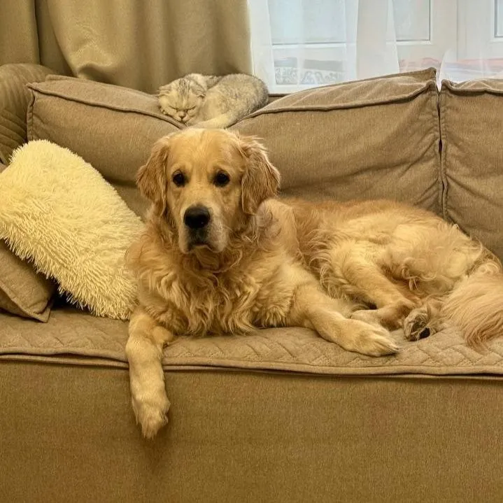 Lost ginger dog, золотистый ретривер in Yanino 1 — identification photo, lost & found pet database Pathfinder