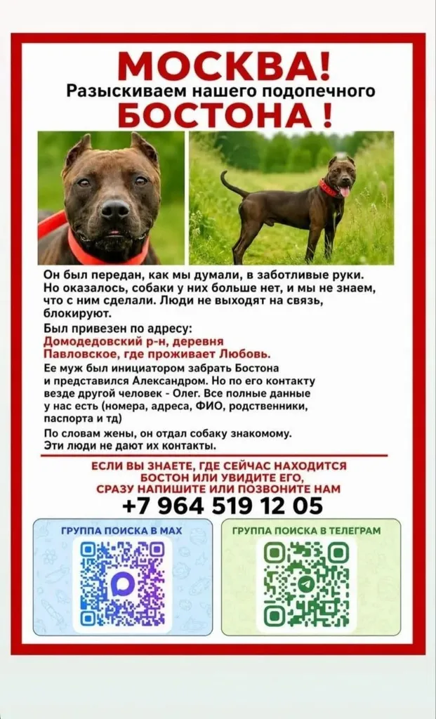 Lost dog, питбуль in Pavlovskoe — identification photo, lost & found pet database Pathfinder