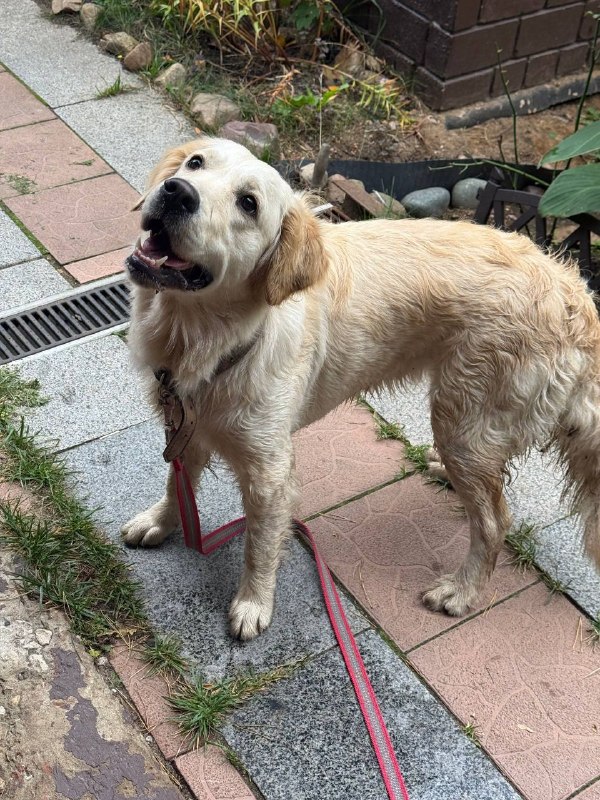 Found cream dog, ретривер in Rodniki — identification photo, lost & found pet database Pathfinder