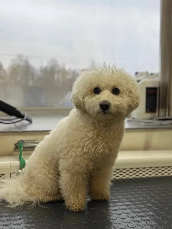 Lost white dog, бишон фризе in Vasilevskoe — identification photo, lost & found pet database Pathfinder