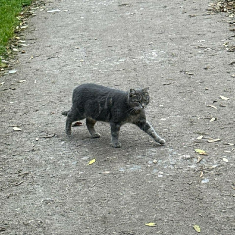Found gray cat in Saint Petersburg — identification photo, lost & found pet database Pathfinder