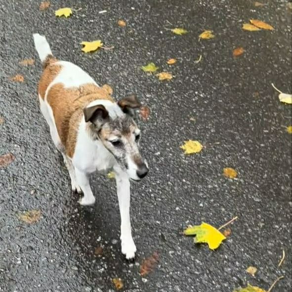 Found white dog in Saint Petersburg — identification photo, lost & found pet database Pathfinder