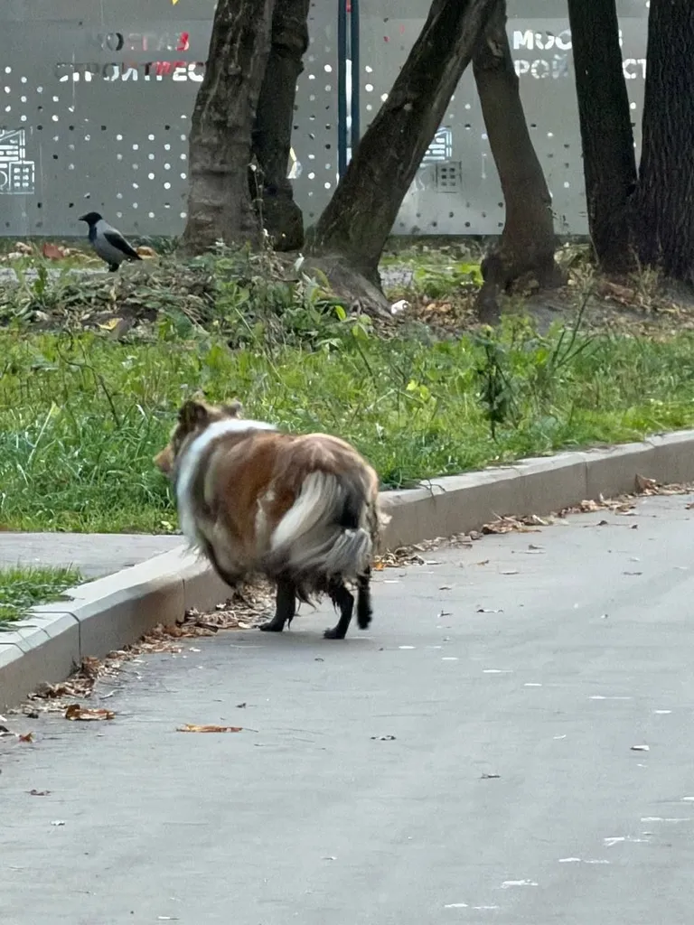 Found dog, колли in Moscow — identification photo, lost & found pet database Pathfinder
