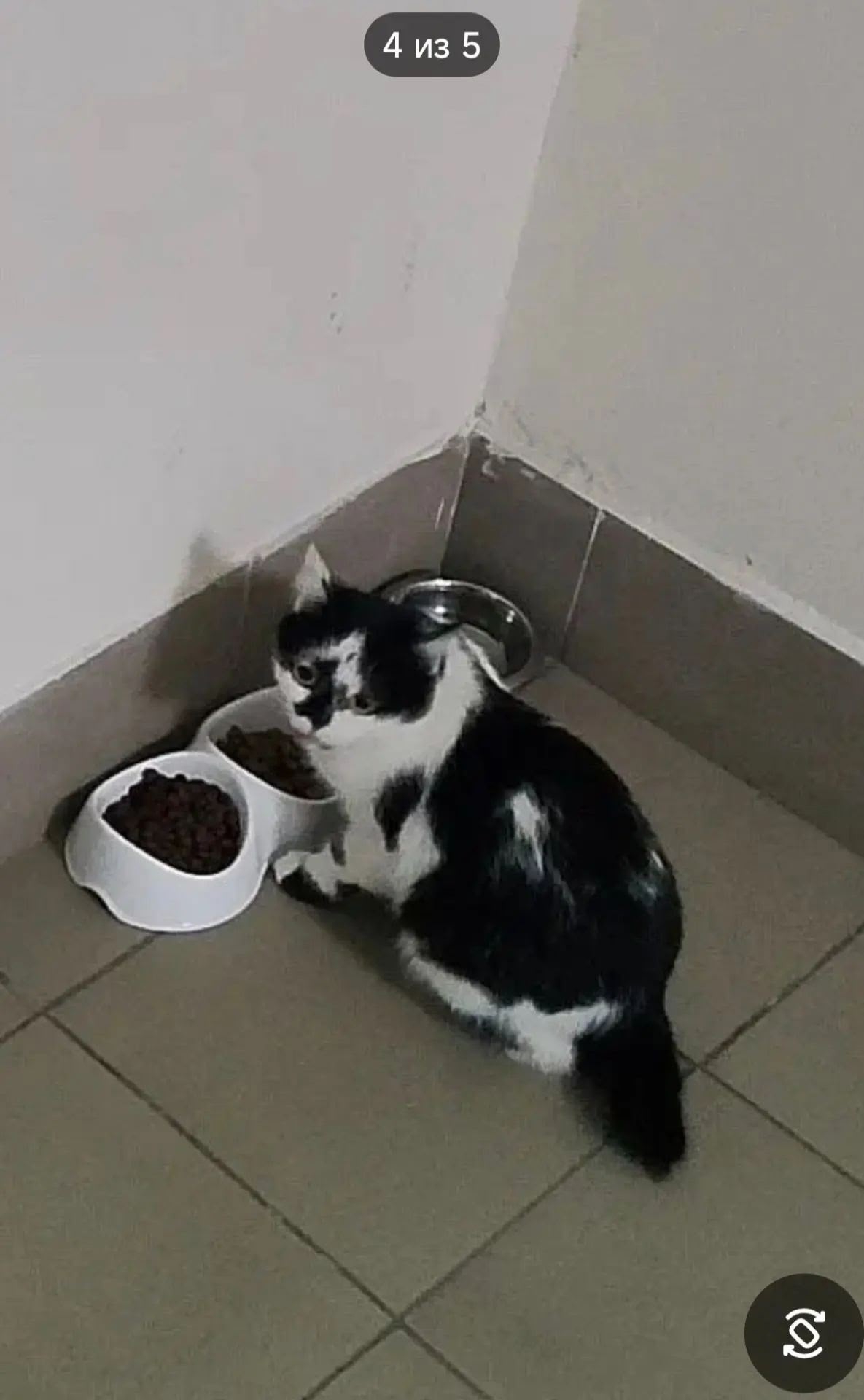 Found white cat in Novosibirsk — identification photo, lost & found pet database Pathfinder