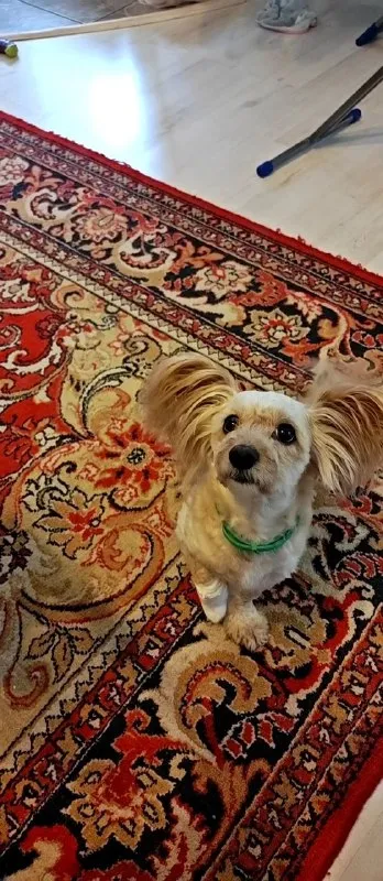 Lost cream dog in Omsk — identification photo, lost & found pet database Pathfinder