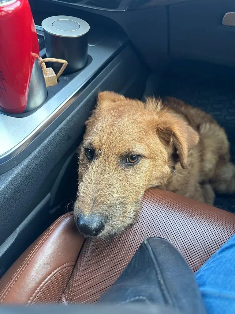 Found dog, метис терьера in Eldigino — identification photo, lost & found pet database Pathfinder