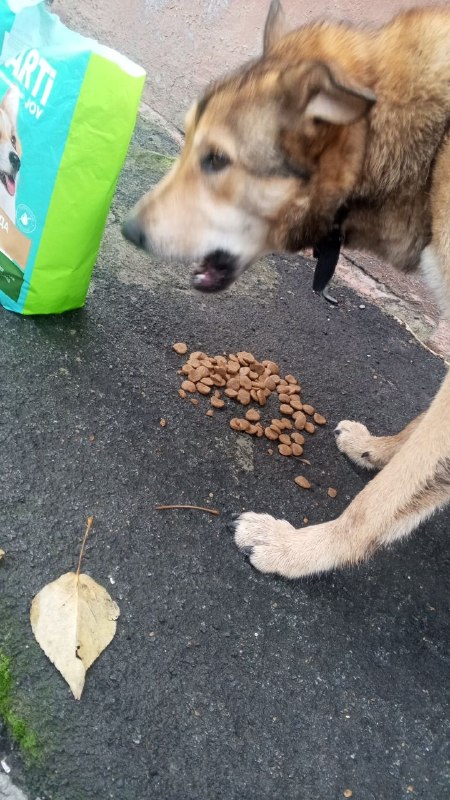 Found black dog in Omsk — identification photo, lost & found pet database Pathfinder